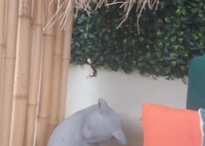 Votrishouse 別荘 サントリーニ